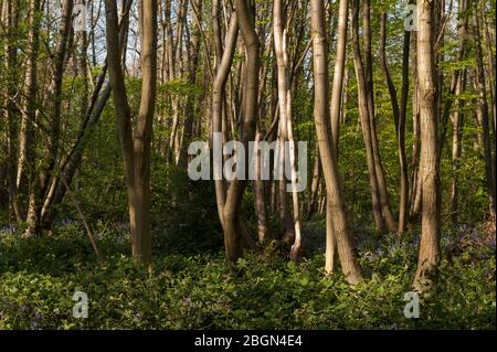 Bluebells nativo Hyacintoides non-scripta, giacinto selvatico ad altezza della stagione fiorita sotto foglie di recente formazione di faggio frassino castagno alberi Foto Stock