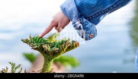 Mano di Childs mentre la punta del dito ad una pianta piccola. La cura dell'ambiente per il nostro concetto di bambini. Concetti di partenza e innocenza Foto Stock