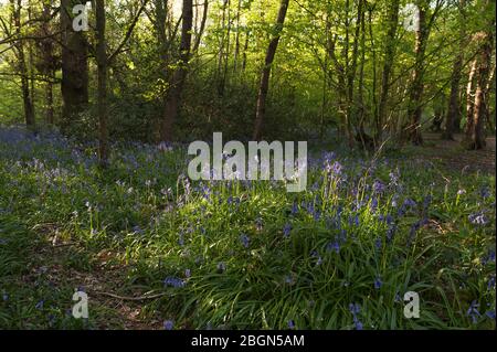 Bluebells nativo Hyacintoides non-scripta, giacinto selvatico ad altezza della stagione fiorita sotto foglie di recente formazione di faggio frassino castagno alberi Foto Stock