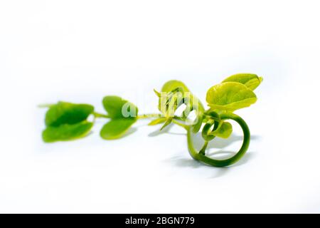 Tinospora cordifolia ayurvedic Giloy foglie di erbe. Immunity booster medicina isolato su bianco aumento conta piastrinica Foto Stock