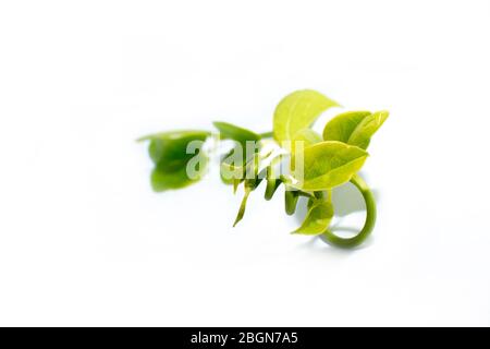 Foglie di erbe di giloy fresche ed ayurvediche. Immunity booster medicine isolato su bianco aumento conta piastrinica. Globuli bianchi Foto Stock