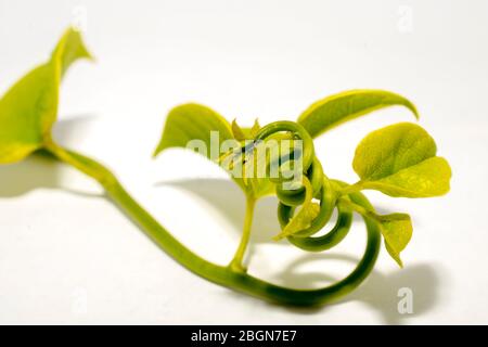 Foglie di erbe di giloy fresche ed ayurvediche. Immunity booster medicine isolato su bianco aumento conta piastrinica. Globuli bianchi Foto Stock