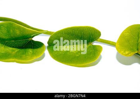 Foglie di erbe di giloy fresche ed ayurvediche. Immunity booster medicine isolato su bianco aumento conta piastrinica. Globuli bianchi Foto Stock