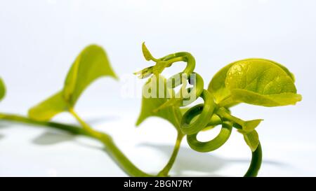 Tinospora cordifolia ayurvedic Giloy foglie di erbe. Immunity booster medicina isolato su bianco aumento conta piastrinica Foto Stock