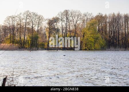 Serata colorata - ora d'oro su un lago, primavera nel Distretto dei Laghi Masuriani. Paludi sovracoltivate con alberi e canne. Polonia Foto Stock