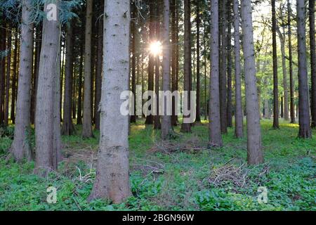 La luce solare filtra attraverso alberi ombreggiati nei boschi. Foto Stock