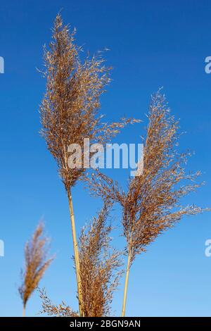 canna asciutta contro il cielo blu Foto Stock