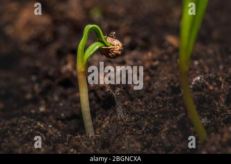 Un seme di spinaci comincia a crescere Foto Stock