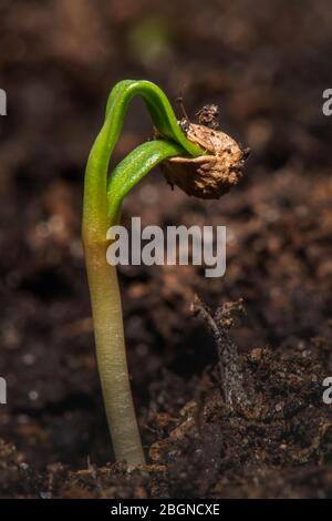 Un seme di spinaci comincia a crescere Foto Stock