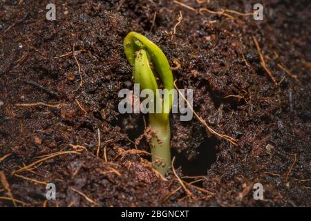 Un seme di girasole comincia a crescere Foto Stock