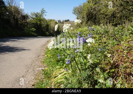 Strada tranquilla strada di campagna con fiori selvatici fioriti su un'erba in primavera. Bennlech, Isola di Anglesey, Galles del Nord, Regno Unito, Gran Bretagna Foto Stock