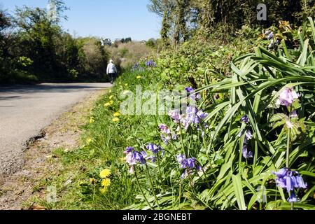 Paese corsia con fiori selvatici fiorito su un verga d'erba e una persona a piedi su strada tranquilla in primavera. Bennlech, Isola di Anglesey, Galles del Nord, Regno Unito Foto Stock