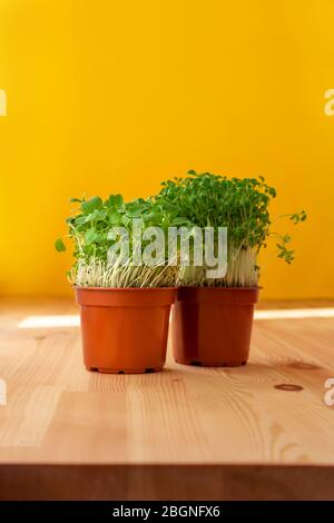 Microgreens germogli in pentole. Microgreens germinante. Germinazione di seme a casa. Vegano e sano mangiare e concetto di vita verde. Cibo biologico. Più ecologico Foto Stock