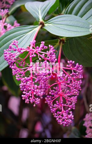 Medinilla Speciosa è un piccolo arbusto legnoso, nome comune chiamato 'uva Asiatica Showy', la frutta contiene livelli significativi di antiossidanti e beta-carota Foto Stock