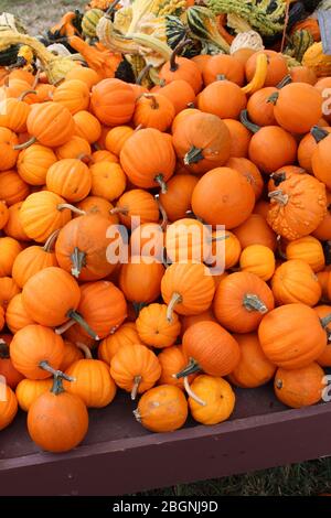 Tavoli di legno lunghi con varietà di zucche, squash, e zucche al mercato degli agricoltori nel clima più fresco autunno. Foto Stock