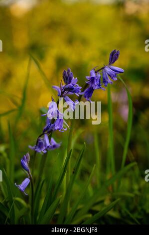 Campanule Foto Stock