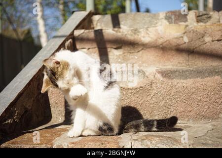 Gatto bianco si lava con zampe in un cortile rurale soleggiato, gatti mantenere pulito. Foto Stock