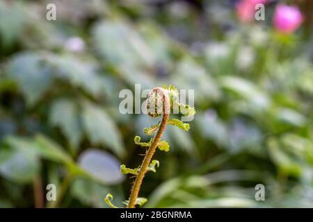 Un felci si stira in un giardino inglese. Foto Stock