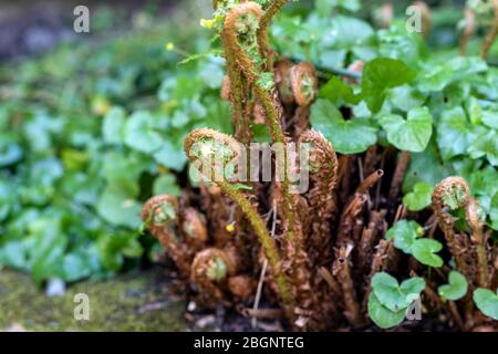 Un felci si stira in un giardino inglese. Foto Stock