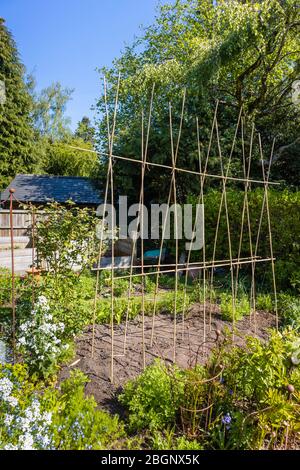 Home made bambù canna A-telaio sostegno di cresta per l'arrampicata piante come runner fagioli o piselli dolci, in un giardino in Surrey, sud-est Inghilterra Foto Stock