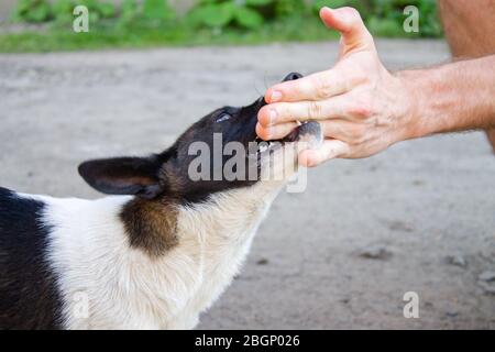 Piccolo cane bianco nero angrily mordere mano, pericoloso animale domestico agressive Foto Stock