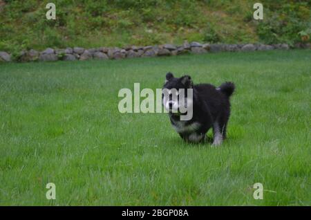 Dolce in esecuzione alusky cucciolo giocando in erba lunga. Foto Stock