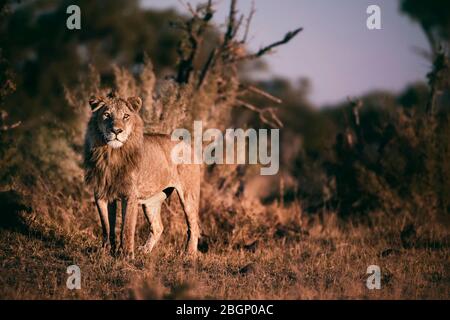 Leone maschio che guarda gli altri membri dell'orgoglio, Okavango Delta - Botswana. Foto Stock