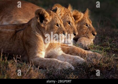 Tre cuccioli di leoni che osservano il comportamento degli altri membri dell'orgoglio, Masai Mara - Kenya. Foto Stock