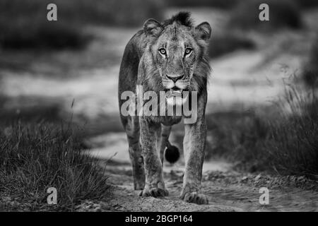 Giovane leone maschile, ritratto in bianco e nero dal Botswana, Okavango Delta Foto Stock