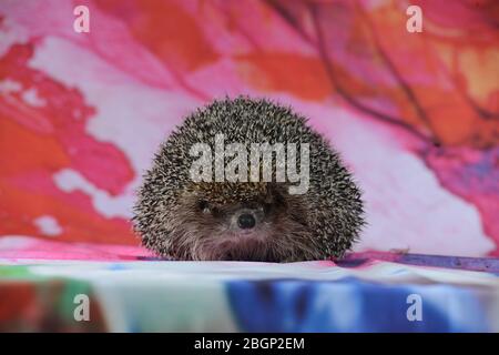 hedgehog nativo sul naso di sfondo in autunno giardino e primavera Foto Stock