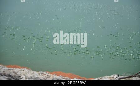 Bolle sulla superficie dell'acqua presso la piscina termale di champagne Wai-o-Tapu Nuova Zelanda Foto Stock