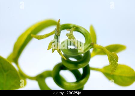 Tinospora cordifolia ayurvedic Giloy foglie di erbe. Immunity booster medicina isolato su bianco aumento conta piastrinica Foto Stock