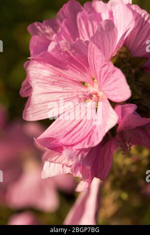 Lavatera di mallow rosa Foto Stock