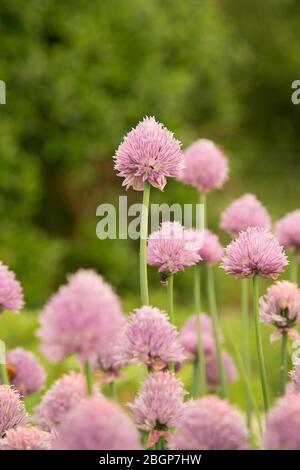 Fiori di erba cipollina viola e rosa, allio; Foto Stock