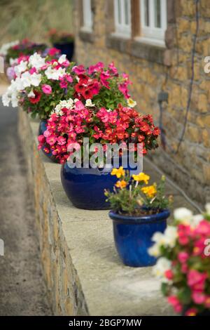 Pentole in ceramica a colori di Begonias, Tagetes e Petunias su una parete del giardino; Foto Stock