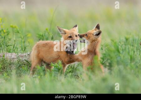 Red Fox (Vulpes vulpes) kit gioco combattimento, Montana, Stati Uniti Foto Stock