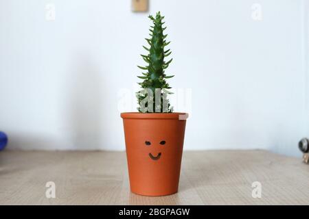 Piccolo succulente decorativo con un viso Foto Stock