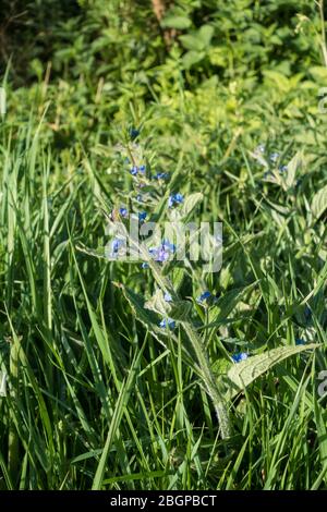 Alkanet verde membro selvaggio del dimenticare me non pianta Foto Stock