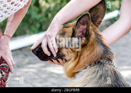 Il gestore di spettacoli di cani mostra i denti di un pastore tedesco ad un esperto Foto Stock