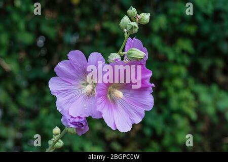 Israele, Caesarea Philippi, Hermon Springs Nature Reserve, UN bruscamente Hollyhock o Galilee Hollyhock, Alcea setosa, in fiore nella riserva naturale Herman Stream (Banya) in Galilea nel nord di Israele. È nativo del Levan, che va da Creta e Turchia ad Israele e Giordania. Foto Stock