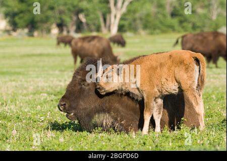 Bison with Young (Bison bison), Theodore Roosevelt National Park, N. Dakota, USA, di Dominique Braud/Dembinsky Photo Assoc Foto Stock