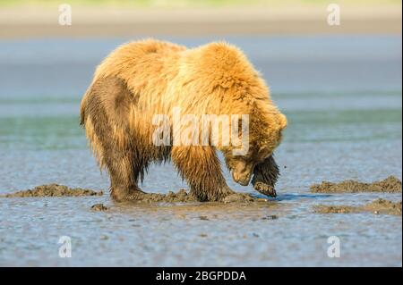 Orso marrone costiero, Grizzly (Ursus arctos), Parco Nazionale e Riserva del Lago Clark, Alaska, Stati Uniti, di Dominique Braud/Dembinsky Photo Assoc Foto Stock