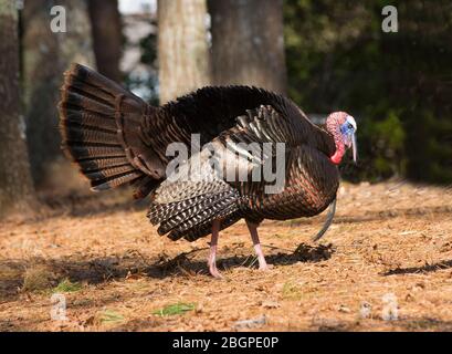 Un maschio (Tom) tacchino a piedi lungo Capo Cod Foto Stock