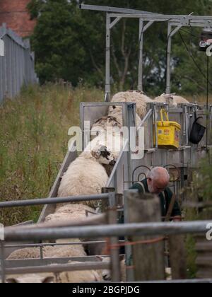 Tagliatrici mobili per pecore Foto Stock