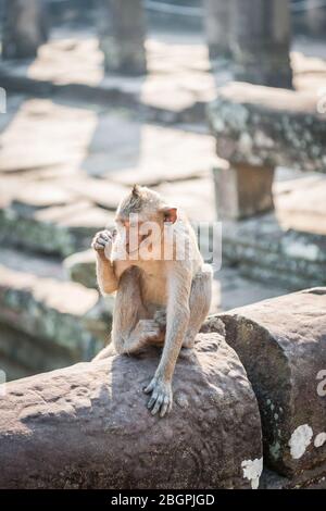 Le scimmie giocano tra i templi di Angkor Wat Cambogia. Foto Stock