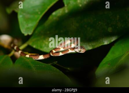 Serpente di albero a testa smussata (Imantodes cenchoa). Perù Foto Stock