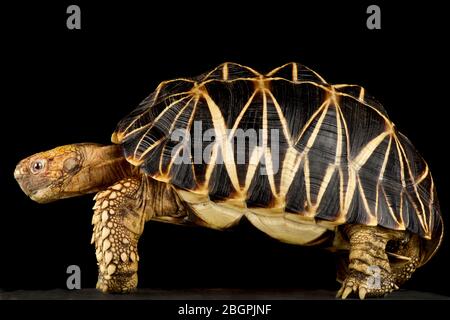 Tartaruga stella birmana (Geochelona patynota) Foto Stock