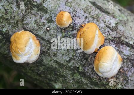 Fomitopsis pinicola, un fungo di decadimento dello stelo, noto come il conca della cintura rossa o fungo a staffa con cintura rossa, polipore selvatico dalla Finlandia Foto Stock