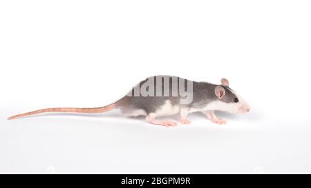 Giovane ratto isolato su bianco. Animali domestici di roditore. Rat addomesticato primo piano. Rat grigio con coda lunga tagliata su fondo bianco. Foto Stock