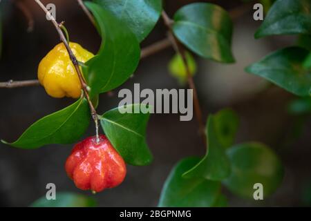 Eugenia uniflora o ciliegia di Suriname è una specie nativa dei paesi del Sud America ed ha proprietà medicinali quali le relative proprietà antiossidanti. Foto Stock